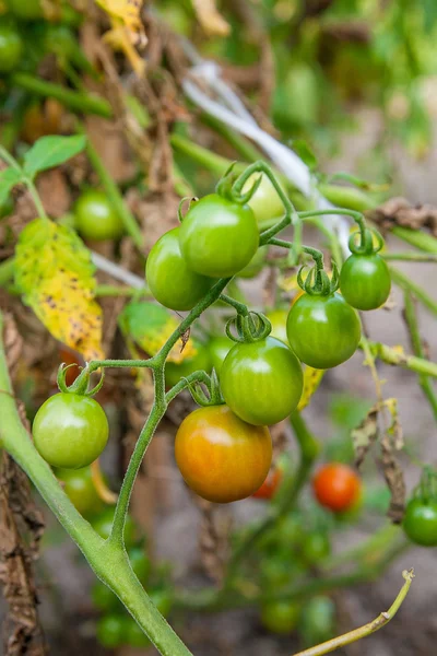 Greeny cherry tomatoes - A bunch unripe cherry tomatoes in a gre