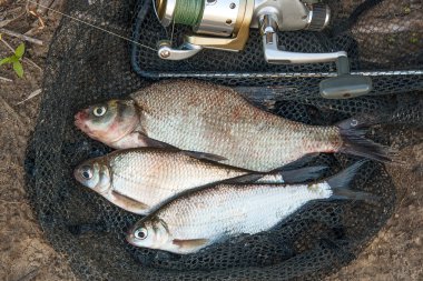 O birkaç ortak çipura balık ve gümüş çipura veya beyaz çipura balık