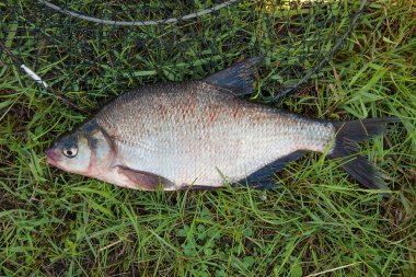 Yeşil çimenler üzerinde tek ortak çipura balık balık. Freshwate yakalamak