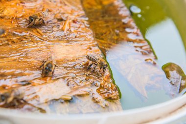 Arılar içme suyu yaz, ahşap tahta üzerinde.