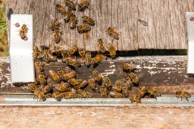 Arı, arı kovanı, arı kovanı girişinde bir sürü.