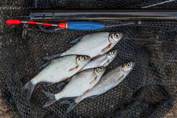 Birkaç ablet, roach ve çipura balık Balık ağı üzerinde. Olta — Stok fotoğraf