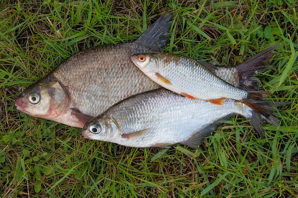 Mehrere Brassen und Brassen oder Brassen, — Stockfoto