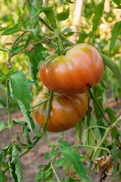 Pomodori maturi che crescono sui rami - coltivati in giardino — Foto Stock