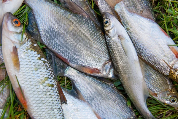 Pile of freshwater common bream fish and silver bream or white b — Stock Photo, Image