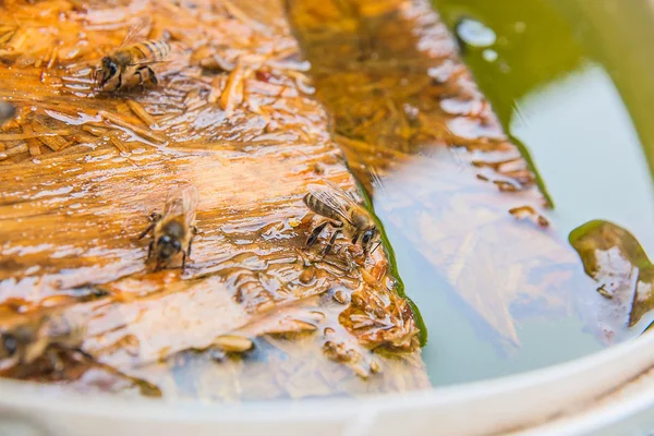 Arılar içme suyu yaz, ahşap tahta üzerinde.