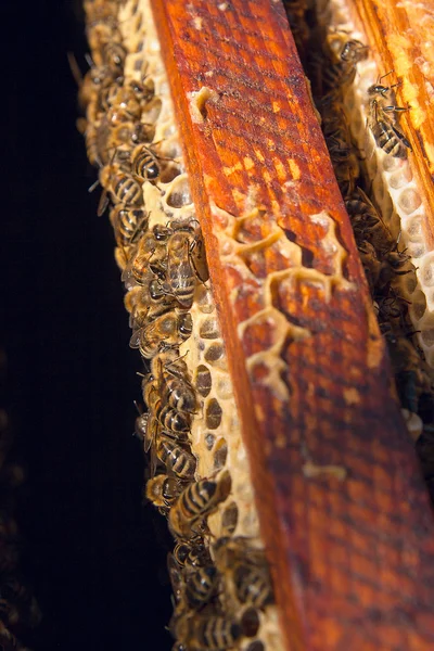 På nära håll beskåda av bina svärma på en honeycomb. — Stockfoto