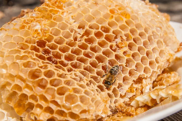 Vista da vicino dell'ape da lavoro sul favo con dolce tesoro — Foto Stock