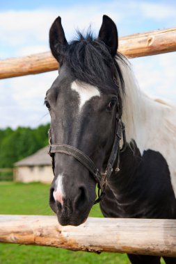 at senin ağıl içinde