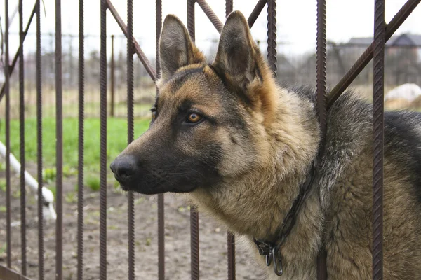 Perro sobre la valla — Foto de Stock