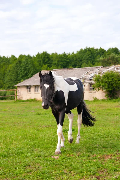 Krásné koně na pole — Stock fotografie