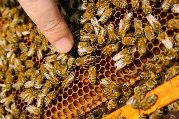 Abeilles dans une ruche avec la reine des abeilles au milieu — Photo