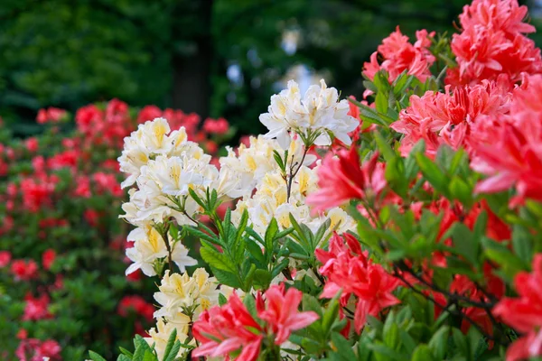 赤と黄色のシャクナゲやツツジの開花 — ストック写真