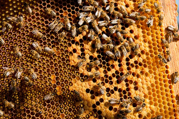 Занятые пчелы, близкий обзор рабочих пчел на сотах . — стоковое фото