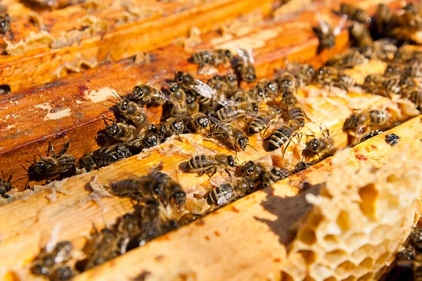 Busy bees, close up view of the working bees on honeycomb. — Stock Photo, Image