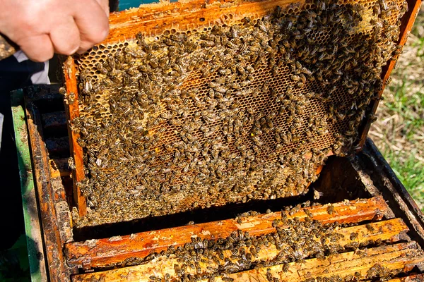 Bees works on honeycomb. — Stock Photo, Image