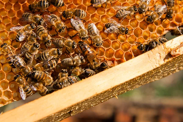 Abelhas dentro de uma colmeia com a abelha rainha no meio — Fotografia de Stock