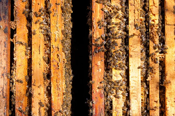 Abelhas ocupadas, vista das abelhas que trabalham em favo de mel . — Fotografia de Stock