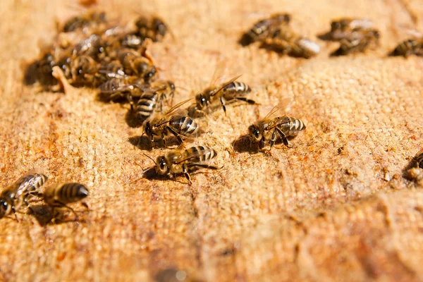 Abeilles occupées, vue rapprochée des abeilles en activité . — Photo