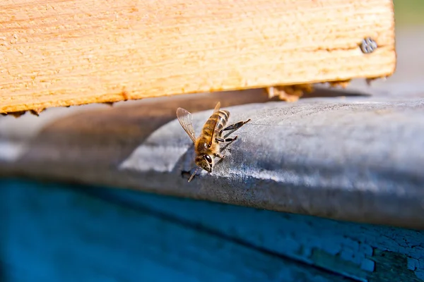 Arı kovanı üzerinde bir arı — Stok fotoğraf