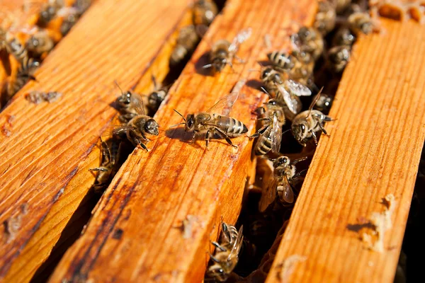 Upptagen bin, på nära håll beskåda av arbetande bina på honeycomb. — Stockfoto