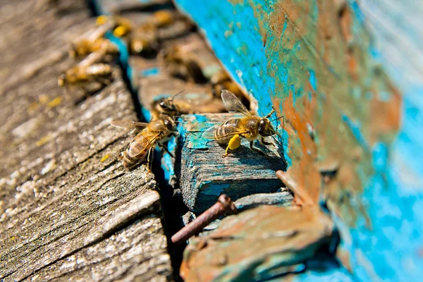 Zajęty pszczół, zbliżenie pracy pszczół. — Zdjęcie stockowe