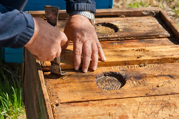 Beekeeper checking a beehive to ensure health of the bee colony. — Stock Photo, Image