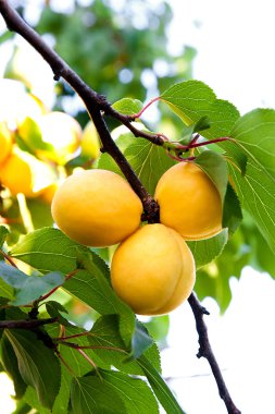 Olgun kayısı kayısı ağacı büyüyen