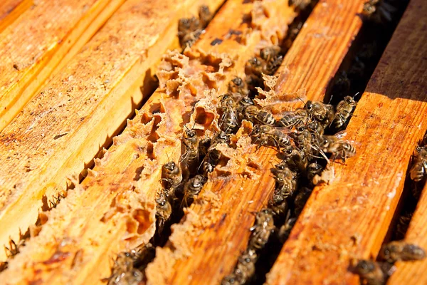 Zajęty pszczoły, z bliska widok pracy pszczół na plaster miodu. — Zdjęcie stockowe