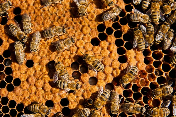 忙碌的蜜蜂，关闭了蜂窝工作蜜蜂观. — 图库照片