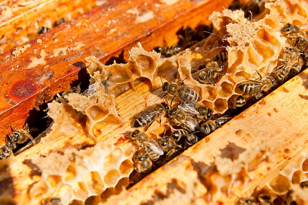 Arılar meşgul, petek üzerinde çalışma arıların görünümü kadar yakın. 