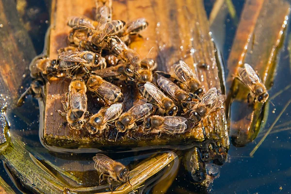 Пчёлы пьют воду летом — стоковое фото