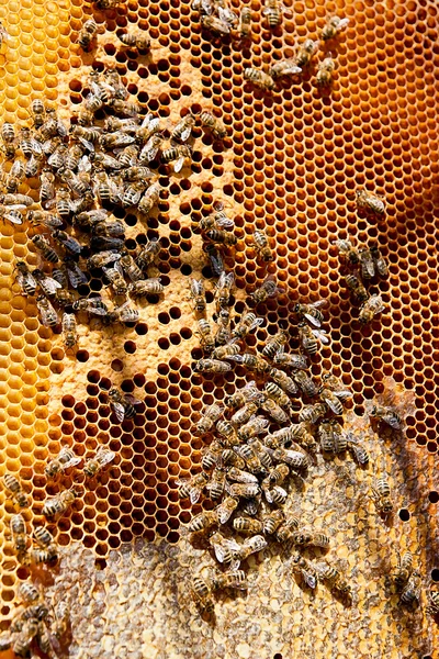 Abeilles occupées, vue rapprochée des abeilles actives sur nid d'abeille . Photo De Stock