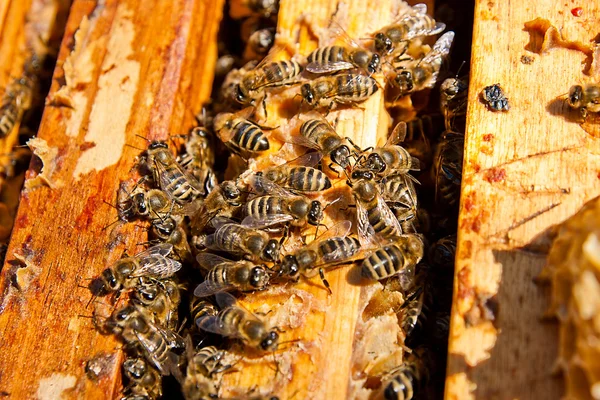 Abeilles occupées, vue rapprochée des abeilles actives sur nid d'abeille . — Photo