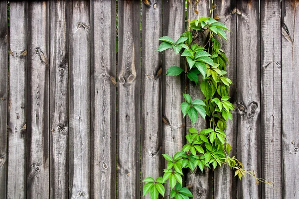 Follaje de uvas silvestres sobre fondo de madera vintage con espacio para copiar —  Fotos de Stock