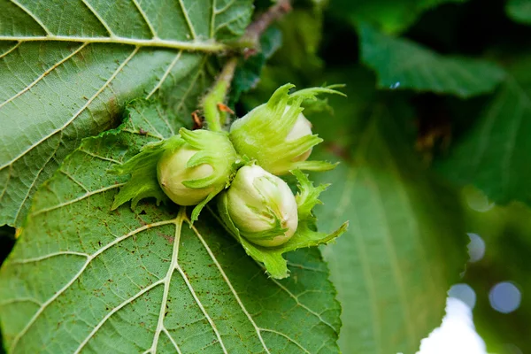 На дереве растут зеленые лесные орехи — стоковое фото