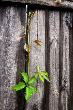 Antika ahşap arka plan kopya alanı ile yeşillik yabani üzüm