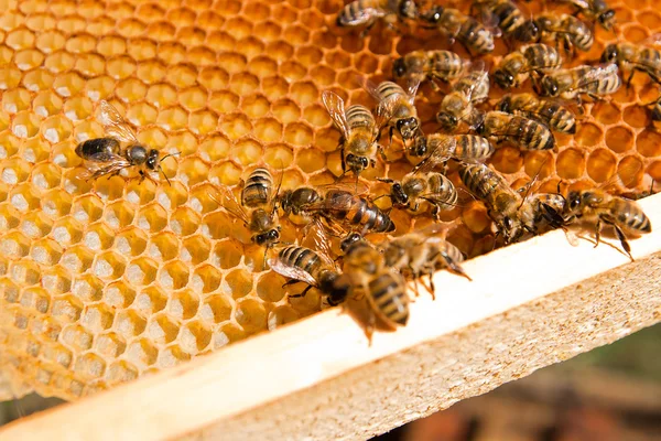 Bienen in einem Bienenstock mit der Bienenkönigin in der Mitte — Stockfoto