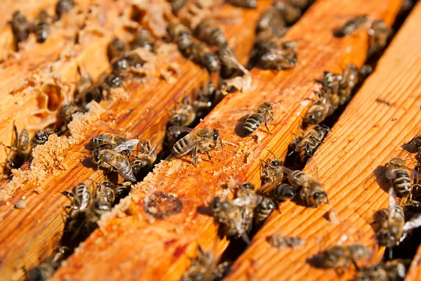 Emsige Bienen, Nahsicht auf die Arbeitsbienen auf der Wabe. — Stockfoto