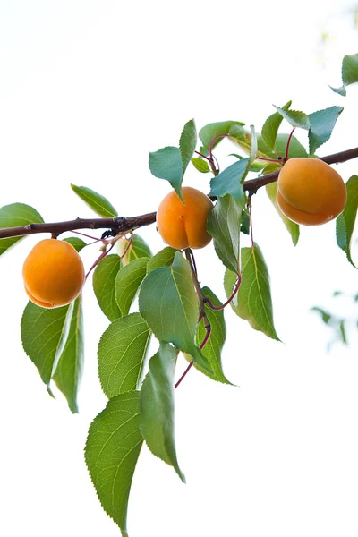 Olgun kayısı kayısı ağacı büyüyen