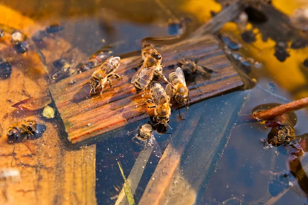 Bees drinking water in the summer. — Stock Photo, Image