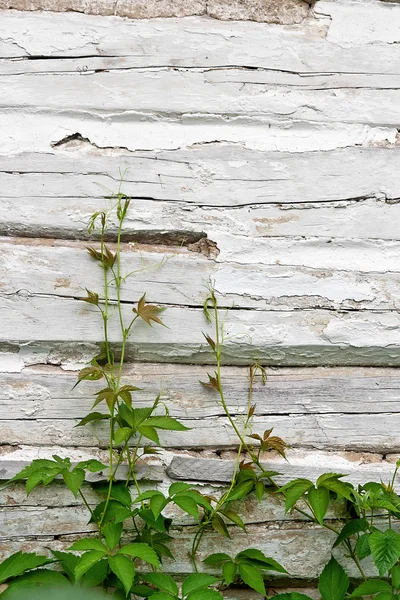 Foliage wild grapes on vintage wooden background with copy space — Stock Photo, Image