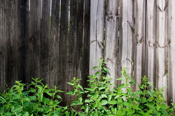 Foliage nettle on vintage wooden background with copy space. — Stock Photo, Image