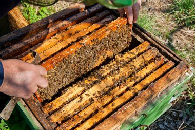 Bir kovan arı kolonisi Sağlık sağlamak için kontrol arıcı.