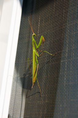 Dua eden peygamber devesi böcek doğa. Mantis bileğinde.