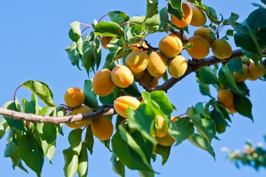 Olgun kayısı kayısı ağacı büyüyen