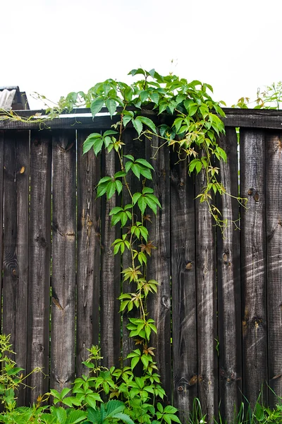 Green leaves of the wild grapes on natural wooden background. — Stock Photo, Image