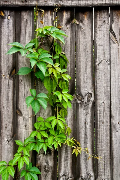 Green leaves of the wild grapes on natural wooden background. — Stock Photo, Image