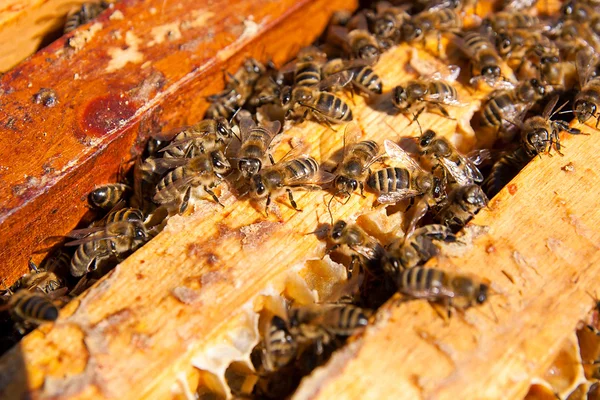 Close-up van de bijen zwermen op een honingraat. — Stockfoto