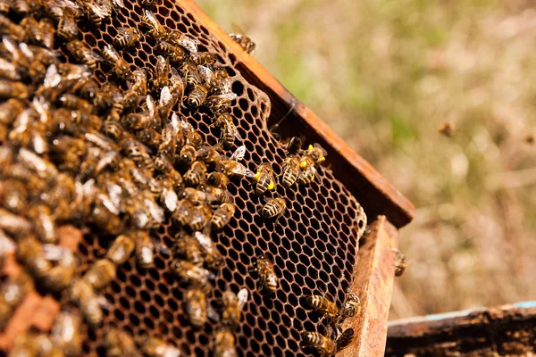 Απασχολημένος μέλισσες, κλείνω πάνω θέα των μελισσών εργασίας την κηρήθρα. — Φωτογραφία Αρχείου